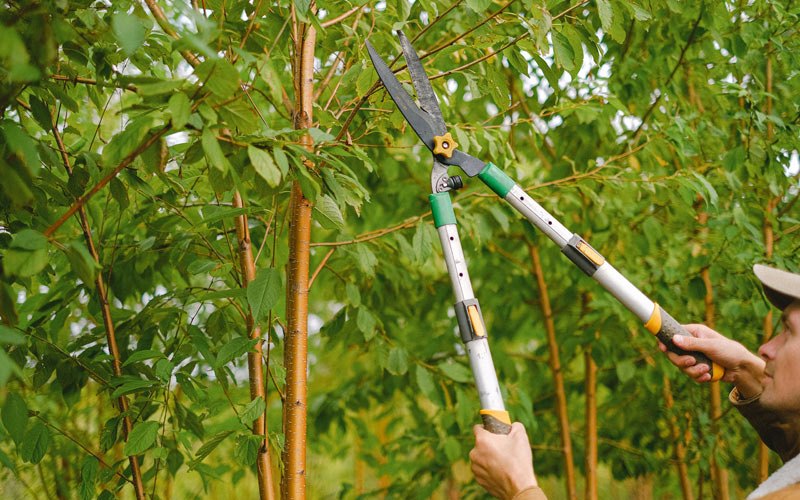 Tree trimming in Douglas, ND